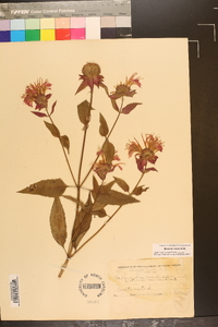 Monarda × media image