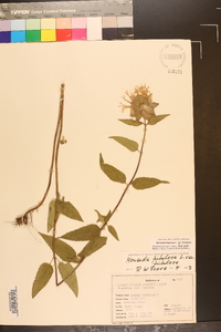 Monarda fistulosa var. fistulosa image