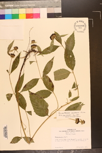 Pycnanthemum montanum image