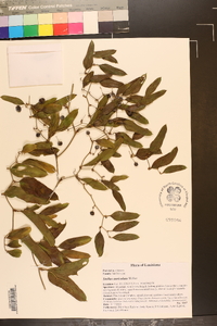 Smilax auriculata image