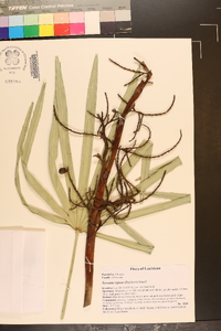 Serenoa repens image