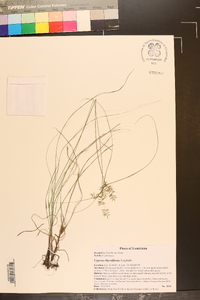 Cyperus thyrsiflorus image