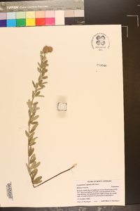 Lespedeza capitata image