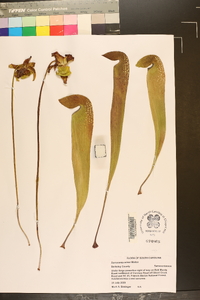 Sarracenia minor image