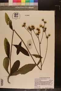 Vernonia acaulis image