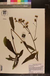 Vernonia acaulis image