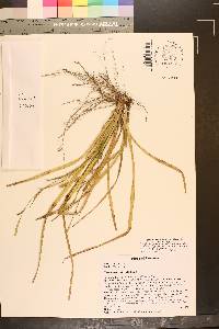 Carex striatula image