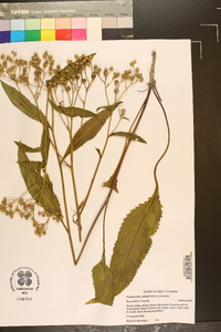 Parthenium integrifolium image