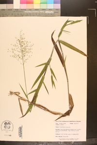 Dichanthelium scoparium image