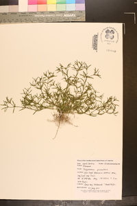 Polypremum procumbens image