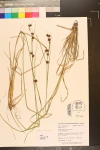 Rhynchospora glomerata image