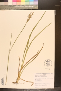 Juncus biflorus image