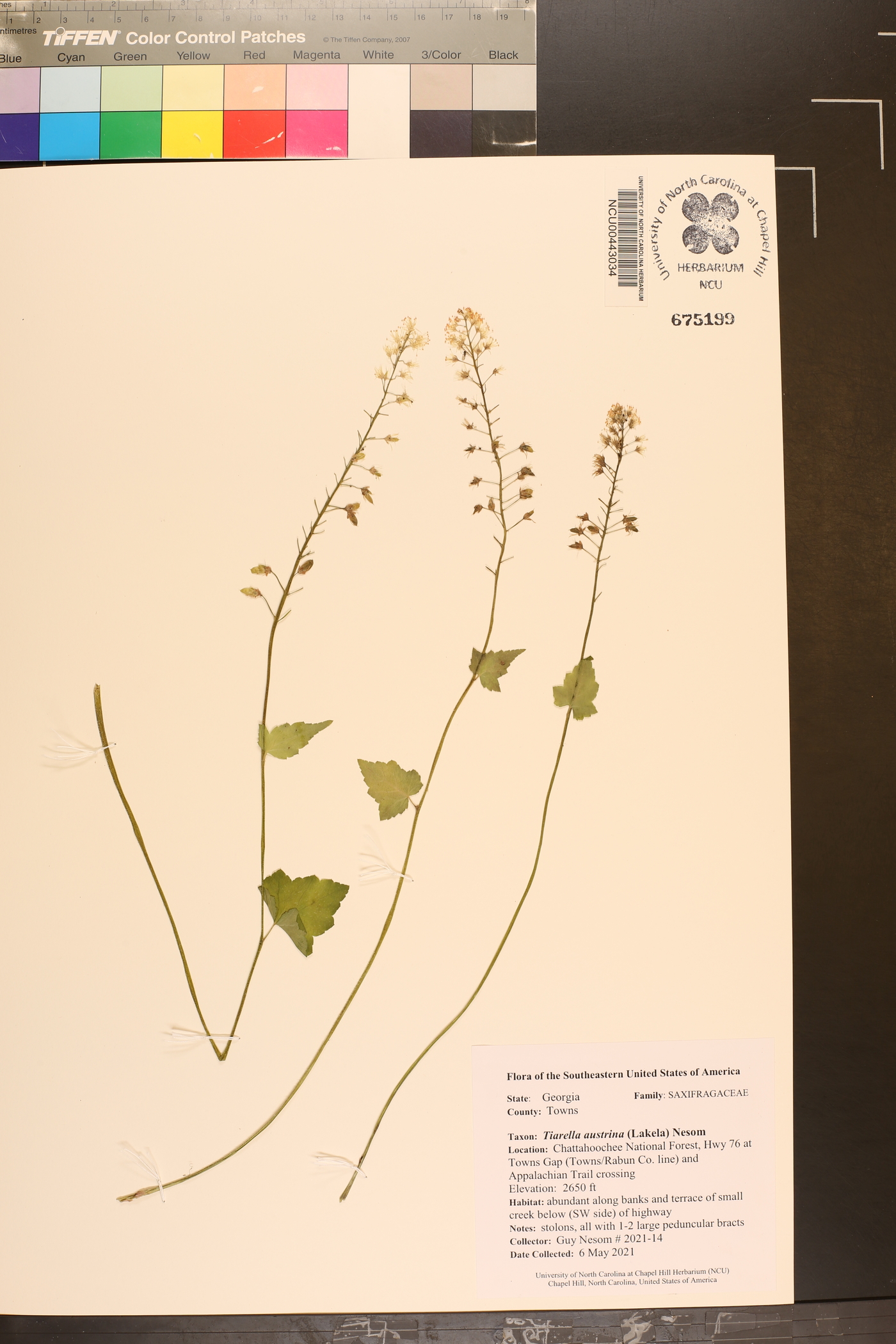 Tiarella austrina image