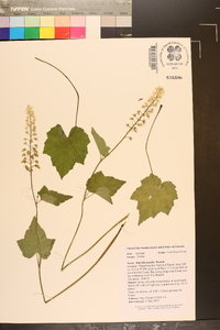 Tiarella nautila image