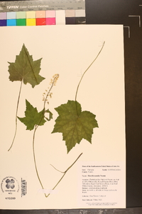 Tiarella nautila image