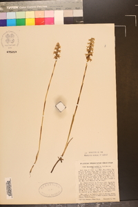 Spiranthes cernua image