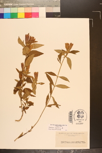 Gentiana saponaria image