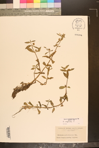 Gratiola virginiana image