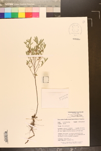 Crocanthemum rosmarinifolium image