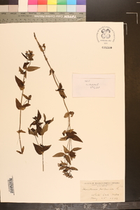 Houstonia purpurea image