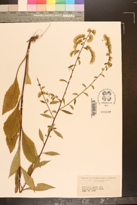Solidago vaseyi image