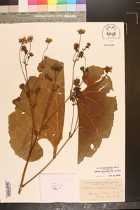 Silphium reniforme image