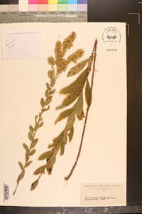 Solidago petiolaris image