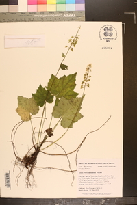 Tiarella nautila image