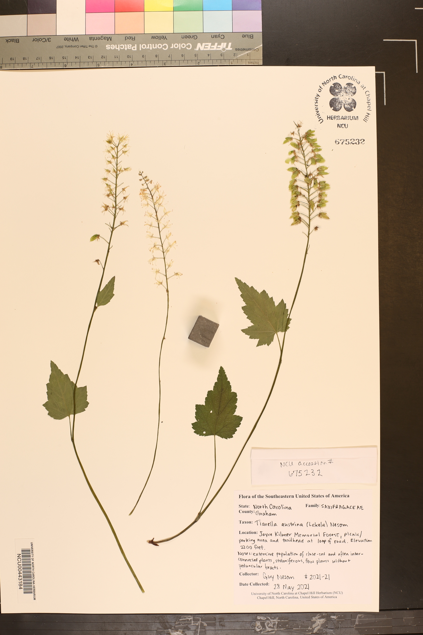 Tiarella austrina image