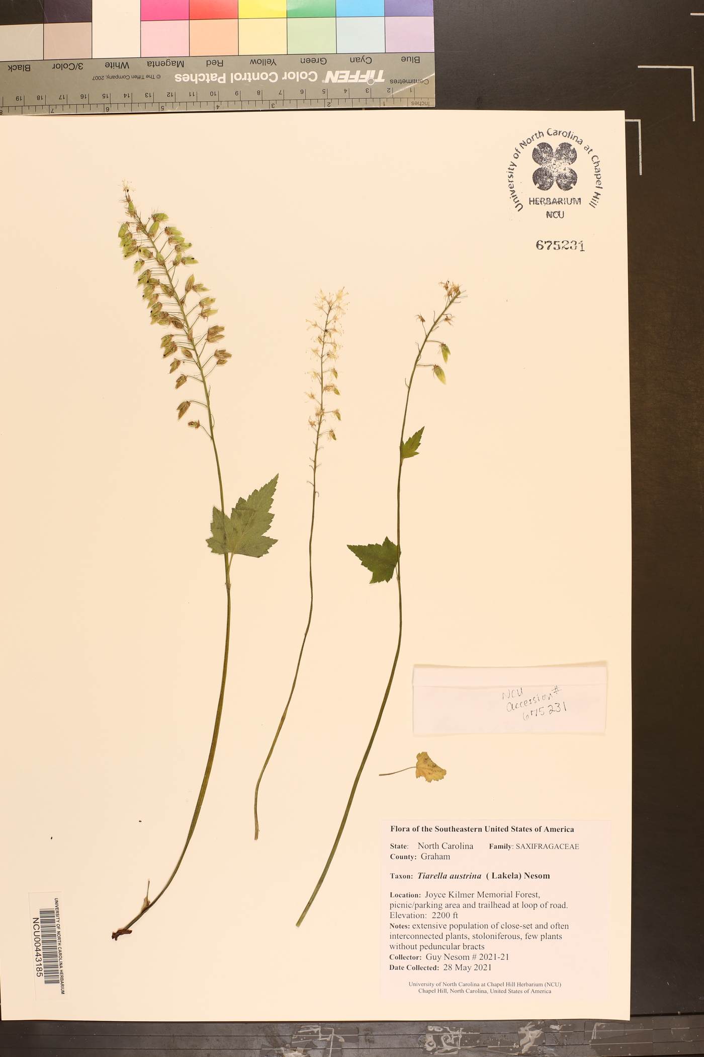 Tiarella austrina image