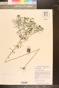 Euthamia caroliniana image