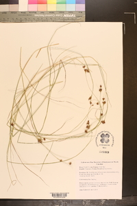 Rhynchospora gracilenta image