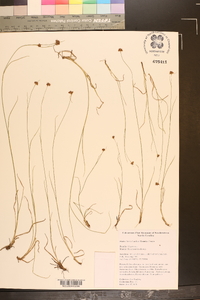 Rhynchospora distans image