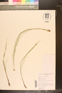 Rhynchospora pallida image