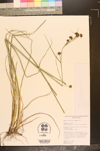 Rhynchospora cephalantha var. cephalantha image