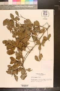 Quercus chapmanii image