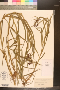 Scirpus polyphyllus image