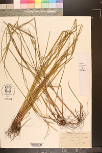 Scleria oligantha image