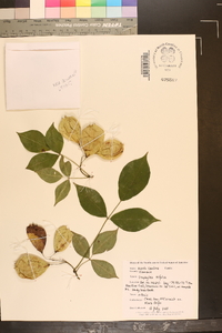 Staphylea trifolia image