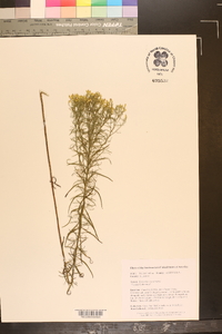 Euthamia caroliniana image