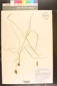 Setaria viridis var. viridis image