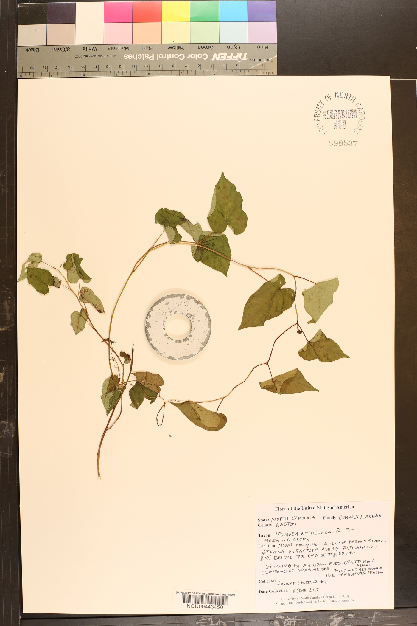 Ipomoea eriocarpa image
