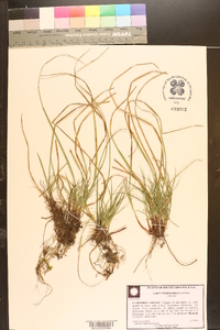 Carex nigromarginata image