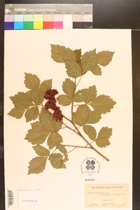 Rhus aromatica var. arenaria image