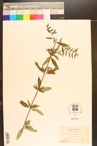 Pycnanthemum pilosum image