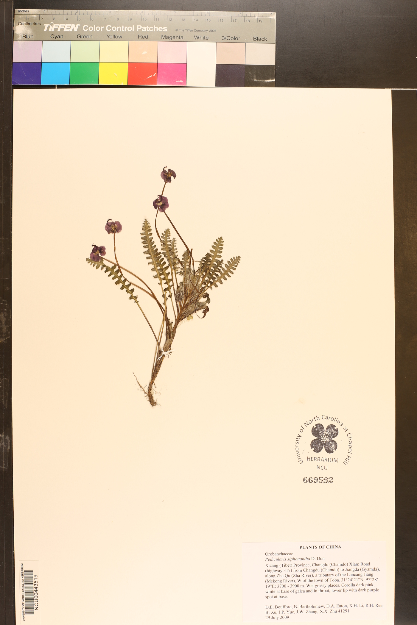 Pedicularis siphonantha image
