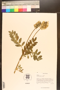 Astragalus tongolensis image