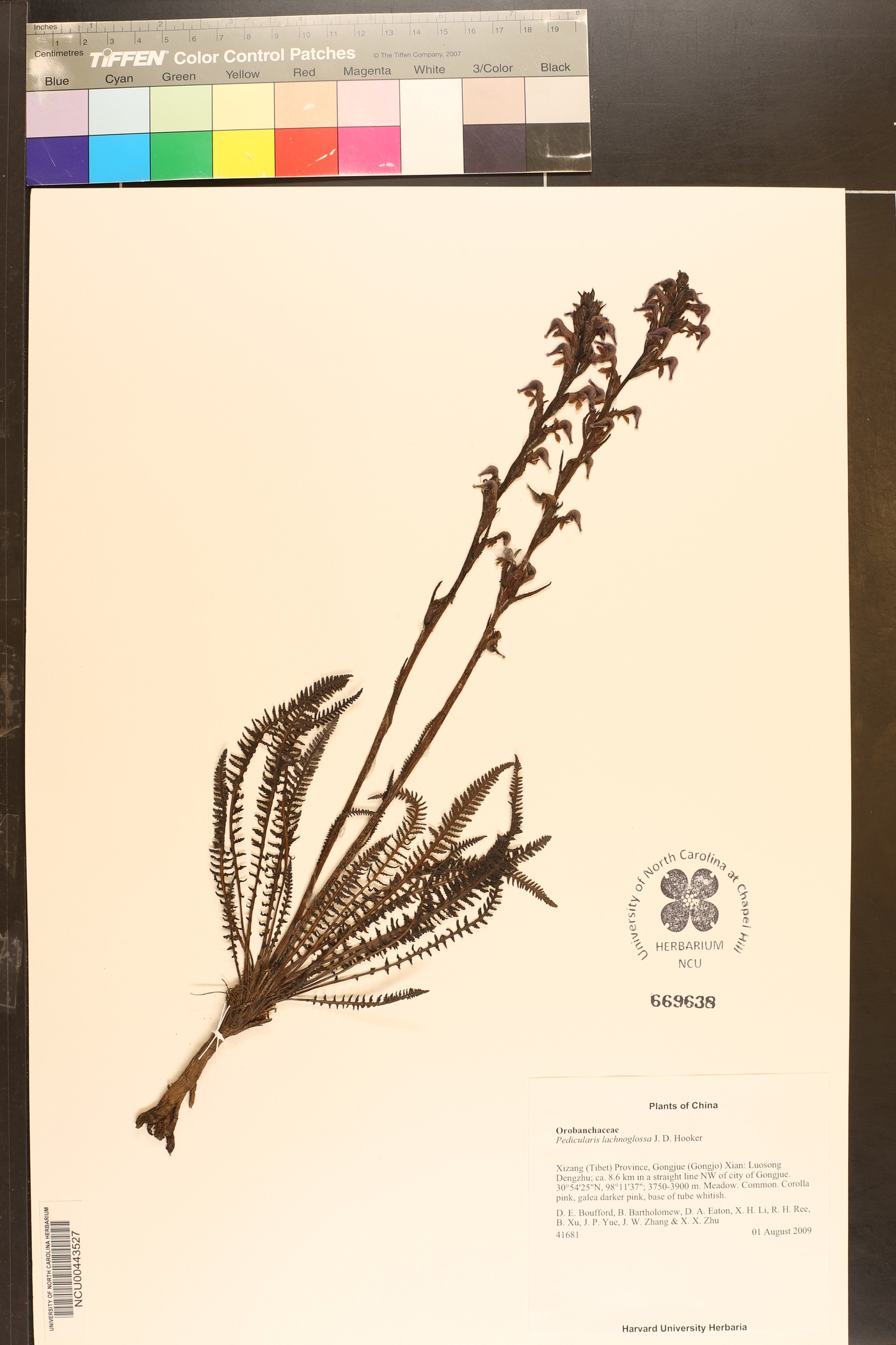 Pedicularis lachnoglossa image