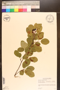 Amelanchier sanguinea image