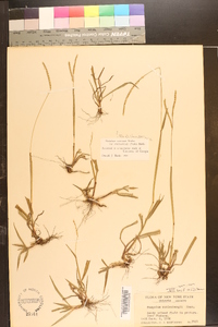 Paspalum setaceum var. muhlenbergii image